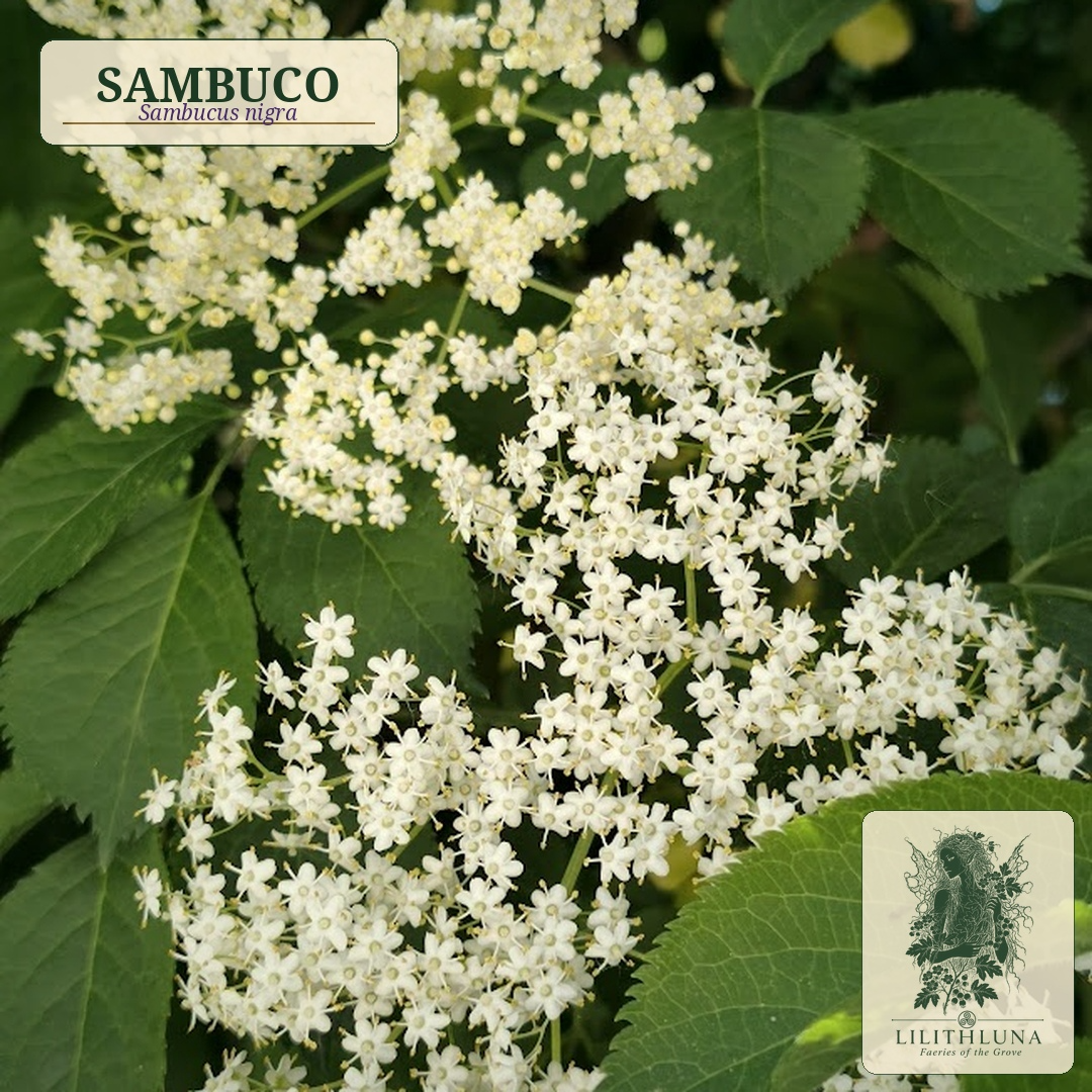 Sambuco
