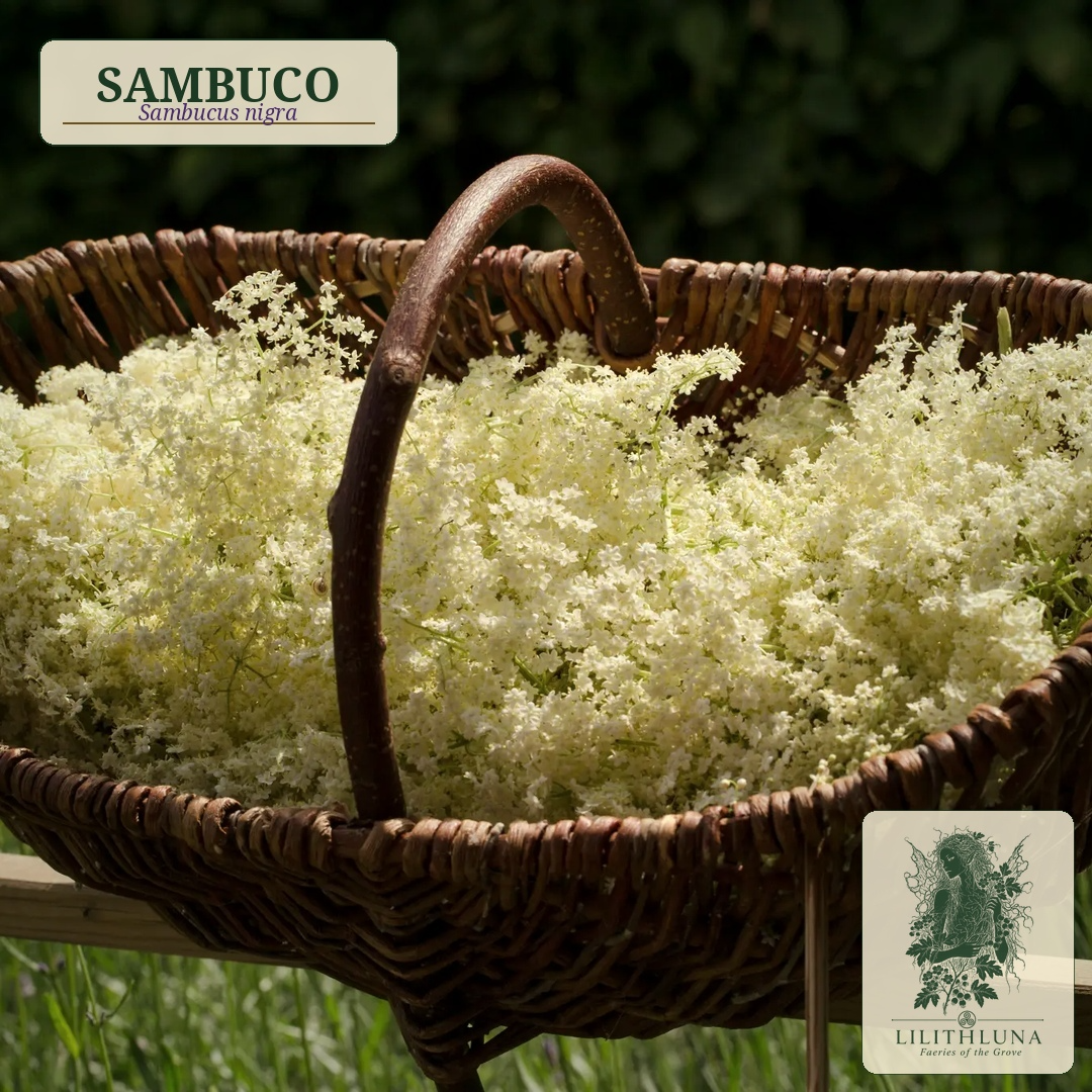 Sambuco
